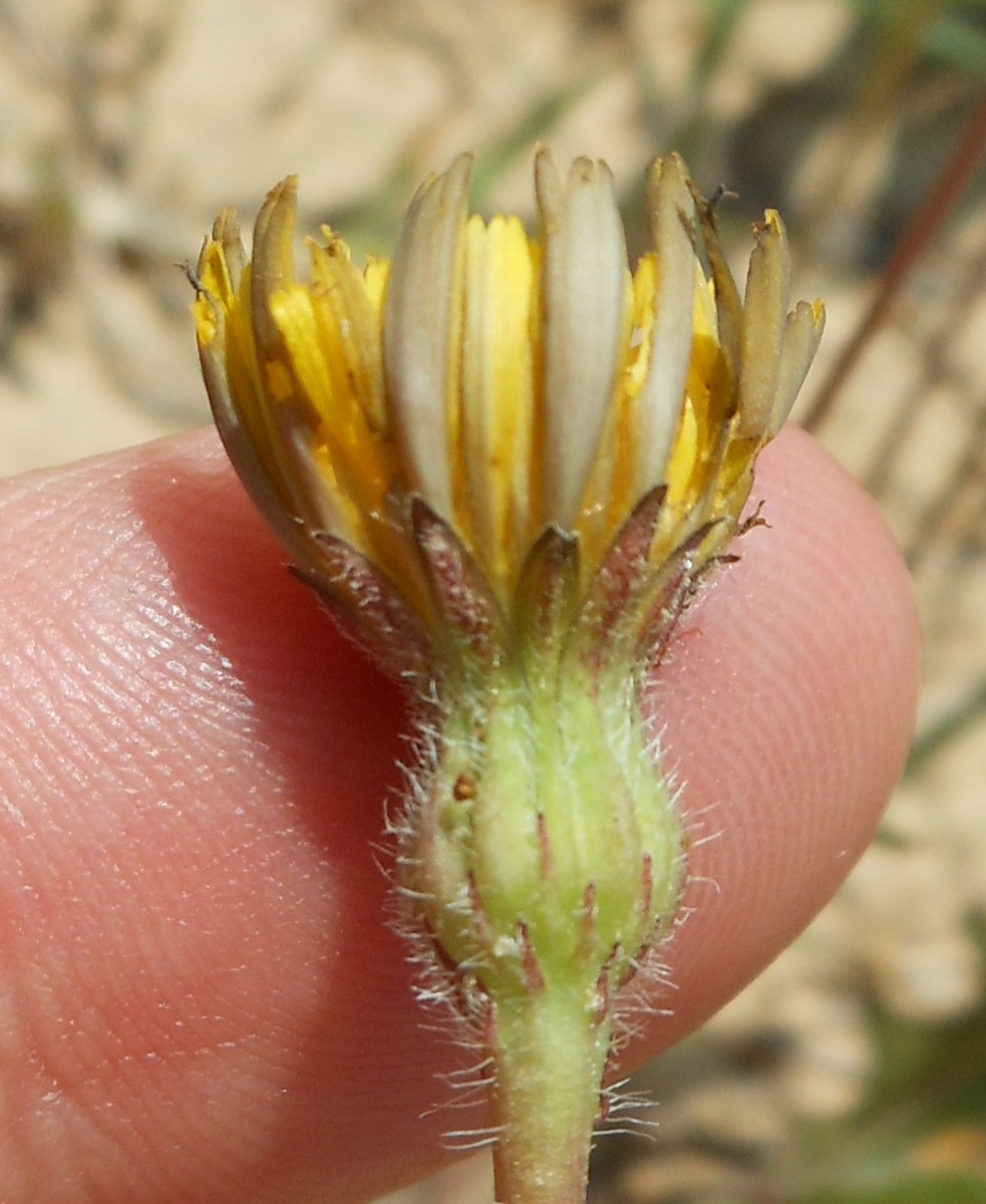 Leontodon saxatilis / Dente di leone di Leysser